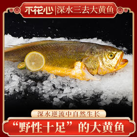 【三去冷冻大黄鱼】三去精品冷冻大黄鱼丨去麟去腮去内脏深水养殖