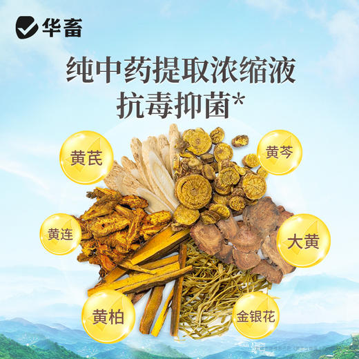 华畜草本五黄精华液500ml 纯中药浓缩液抗菌消炎 保肝利胆提高抵抗力 商品图2