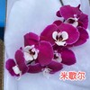 蝴蝶兰 | 米歇尔（可能有轻微瑕疵不售后，介意慎拍） 商品缩略图0
