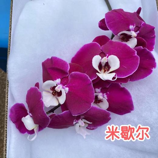 蝴蝶兰 | 米歇尔（可能有轻微瑕疵不售后，介意慎拍） 商品图0