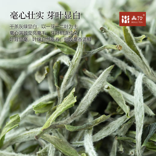 梨白 福鼎白茶特级白牡丹2025新茶高山明前茶叶散茶300g 商品图1