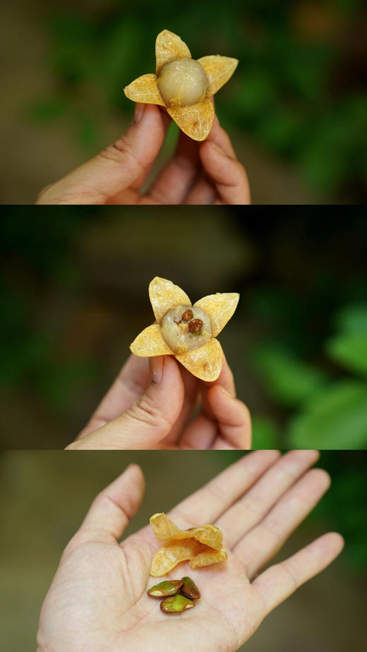 【鸡心黄皮】狮子头果园现采现发5斤省外包邮（广东省外专链） 商品图1