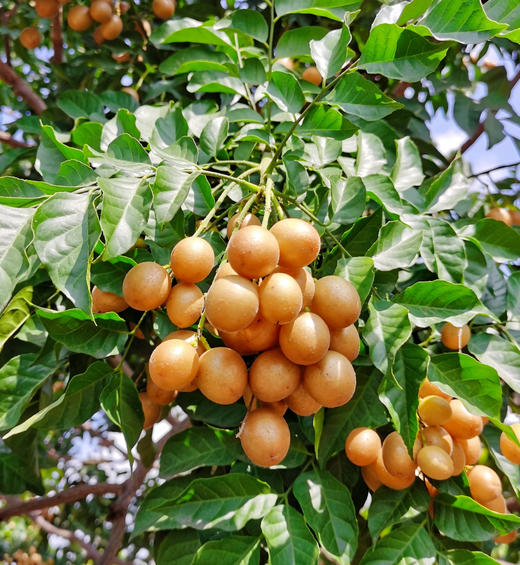 【鸡心黄皮】狮子头果园现采现发5斤省外包邮（广东省外专链） 商品图2