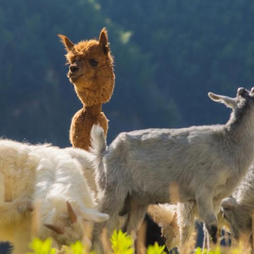 那云度假村^悬崖上的天空之城丨崖间·滑梯/家庭/驻云房型（3选1）1晚套餐丨丽水景宁 商品图10