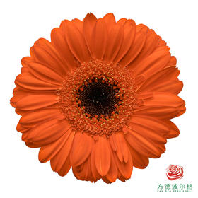 非洲菊 XS 佐格 10枝一扎