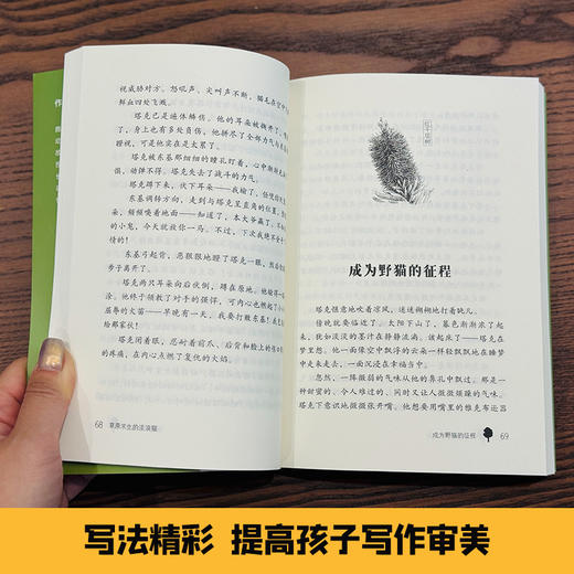 2025年百班千人暑期书目六年级  草原求生的流浪猫 名师推荐正版现货 商品图3
