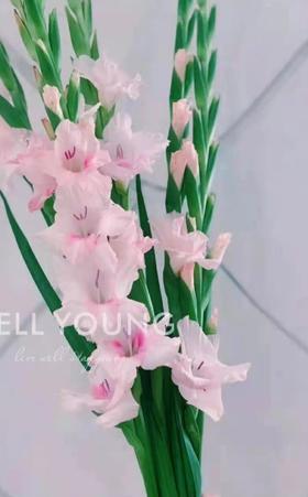 剑兰 ｜ 卡地亚