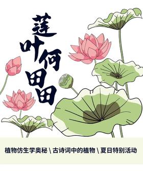 河南自博-研学【莲叶何田田】