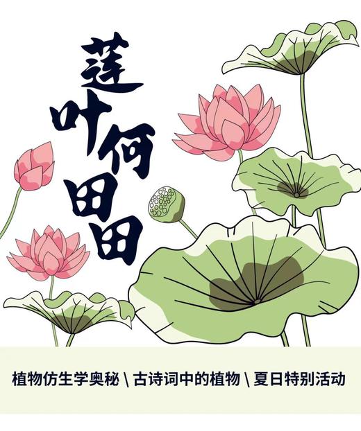 河南自博-研学【莲叶何田田】 商品图0