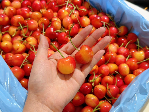 美国斯卡拉雷黄车9.5行（158一斤） 商品图1