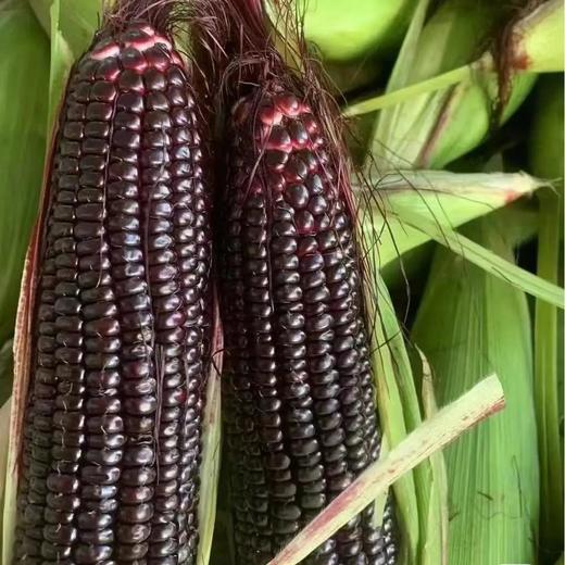 生态糯玉米 | 合作生产*Ecological red/black sweet waxy corn | Partner Production 商品图1