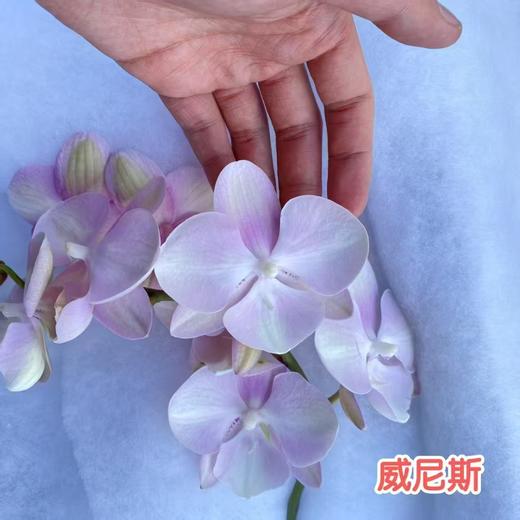蝴蝶兰 | 威尼斯（可能有轻微瑕疵不售后，介意慎拍） 商品图0
