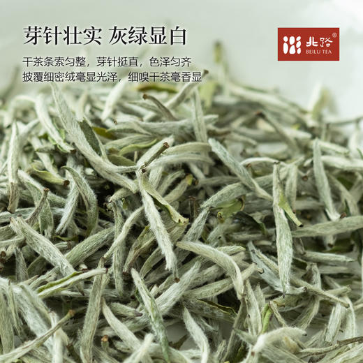 「北路白茶」清明 福鼎白茶白毫银针2025新茶清明茶特级散茶叶100g 商品图1