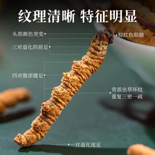北京同仁堂 锁鲜冬虫夏草 （干虫草）（4000头*60克） 商品图2