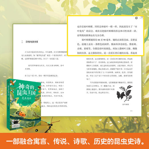 2025年百班千人暑期书目四年级 神奇的昆虫王国昆虫漫话 名师推荐正版现货 商品图2