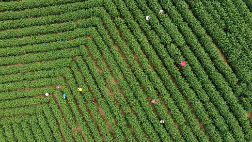 四明红茶 -- “四明红”-宁波人自己的高山红茶 商品图3