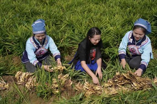 「洗的舒服」贵州苗族非遗正秀洗发水 | 千年养发纯古方植萃 商品图3