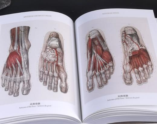 《人体解剖图谱》（完全版），精装，铜版彩印，小32开，[法]J.M布尔热里、[法]N.H雅各布著，北京美术摄影出版社2018年一版一印，827页，定价198，售价70元。 商品图8