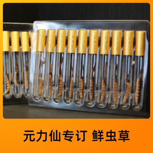 【P】北京同仁堂 元力仙品鉴装 0.6-0.8/根 ，30管起订 商品图0