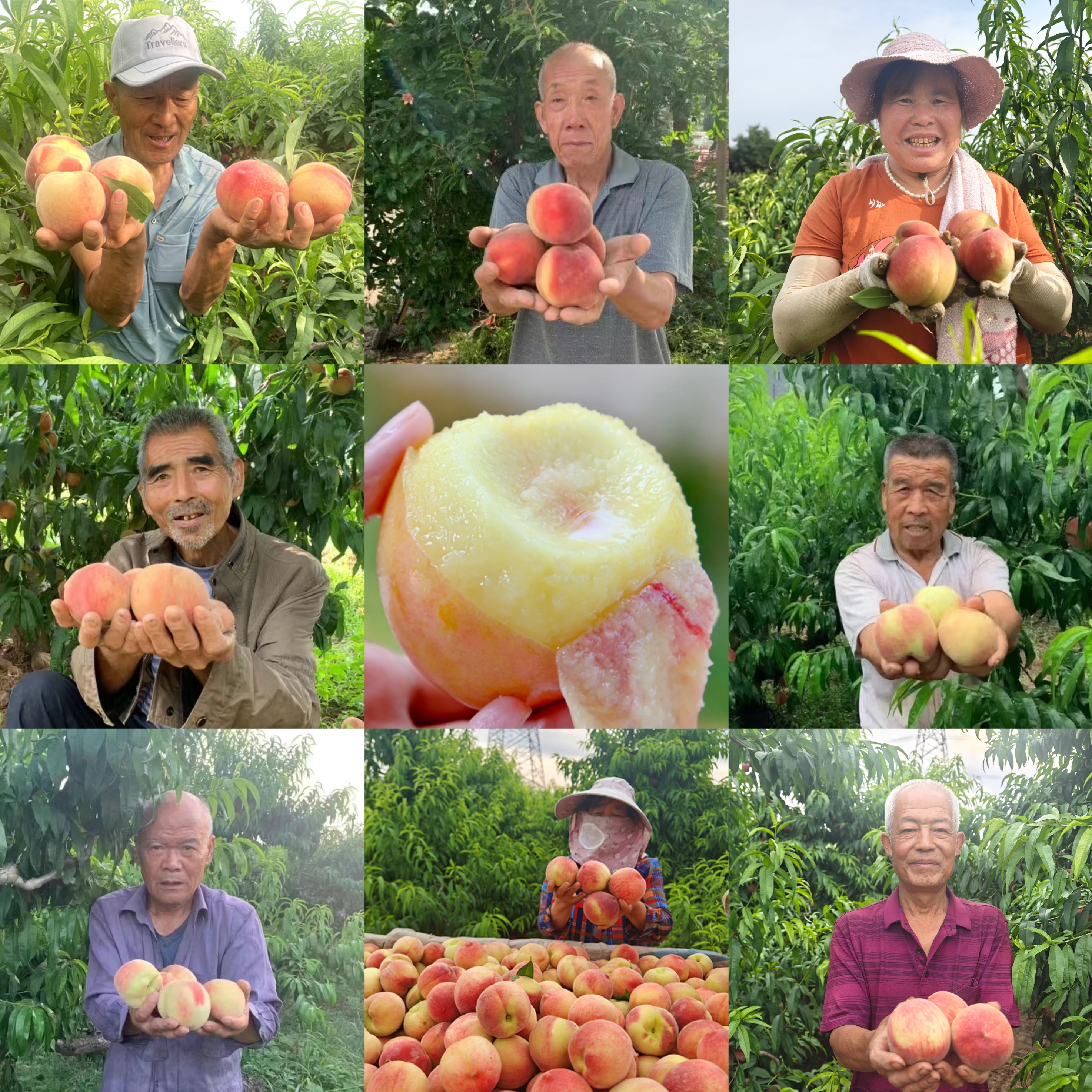 陕西露天粉黛水蜜桃【老树头茬好货，顺丰发货】|山人助农