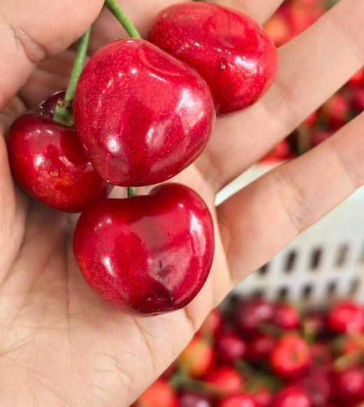 沙弥托！大果肉坚硬、脆、甜。
酸酸甜甜的不只是爱情
还有沙米托樱桃🍒 一份2斤 商品图1