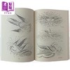 【中商原版】Ornate Pictorial Calligraphy 进口艺术 花鸟装饰 英文练字花体字字帖圆体字 商品缩略图1