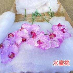 蝴蝶兰 | 水蜜桃（可能有轻微瑕疵不售后，介意慎拍）