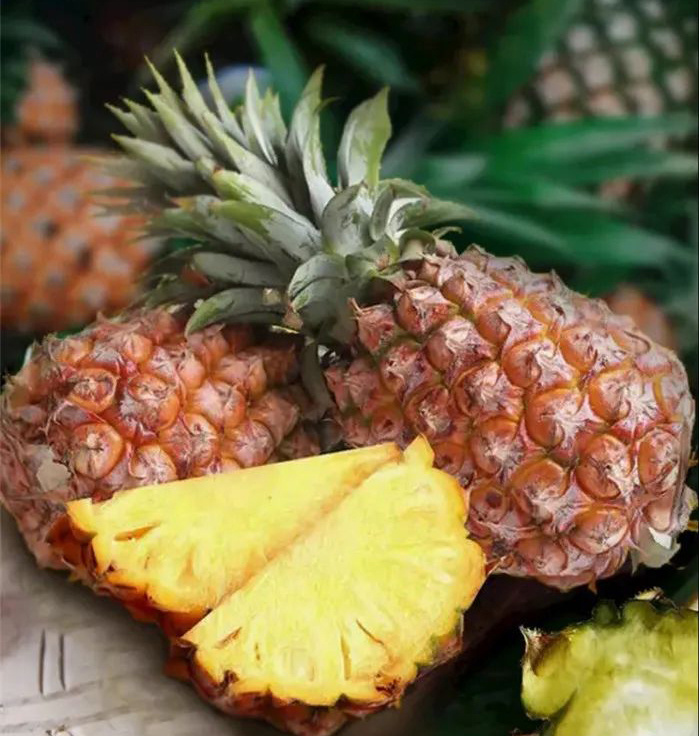 【产地直发】海南金钻凤梨17号精选树上熟