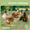 【都尔霍姆】 有机老母鸡1.2kg/只 商品缩略图0