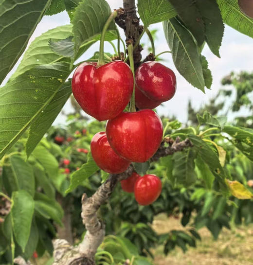 沙弥托！大果肉坚硬、脆、甜。
酸酸甜甜的不只是爱情
还有沙米托樱桃🍒 一份2斤 商品图2
