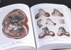 《人体解剖图谱》（完全版），精装，铜版彩印，小32开，[法]J.M布尔热里、[法]N.H雅各布著，北京美术摄影出版社2018年一版一印，827页，定价198，售价70元。 商品缩略图9