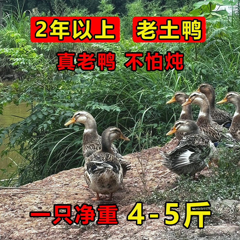 【2年以上】老土鸭 粮食喂养 冷链运输 新鲜现宰