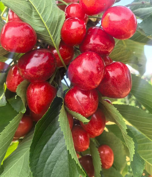 沙弥托！大果肉坚硬、脆、甜。
酸酸甜甜的不只是爱情
还有沙米托樱桃🍒 一份2斤 商品图0