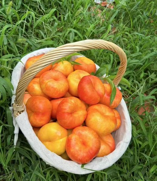 源东彩虹蟠桃（2斤装） 商品图0