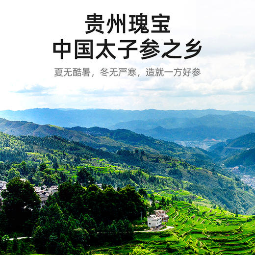 杞里香150g罐装太子参 当季新货 自然晾晒 商品图8