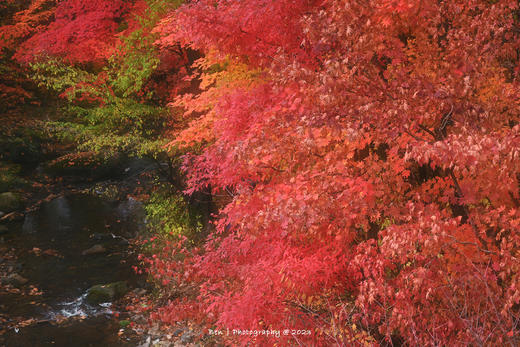 东北红叶盛宴丨四方顶子、本溪（老边沟&大石湖）、“中华枫叶大道”、科尔沁五角枫7天摄影团 商品图11