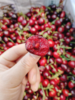 俄八大樱桃一斤 商品缩略图3