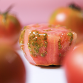 有机河北草莓西红柿 | Organic strawberry tomato