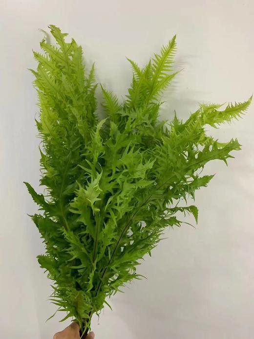 精品花材凤尾蕨一扎 商品图3