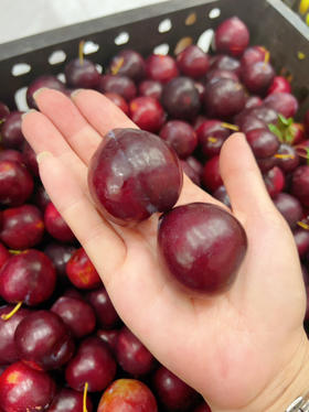 2025丹江龙山脆李