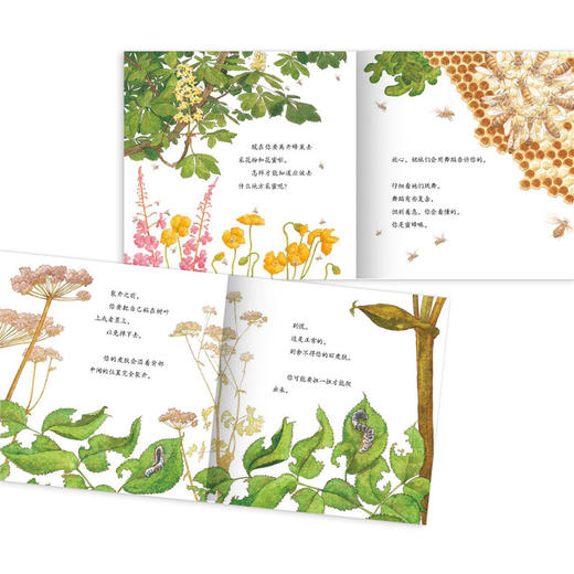 原来虫虫这样长大（全10册） 商品图3