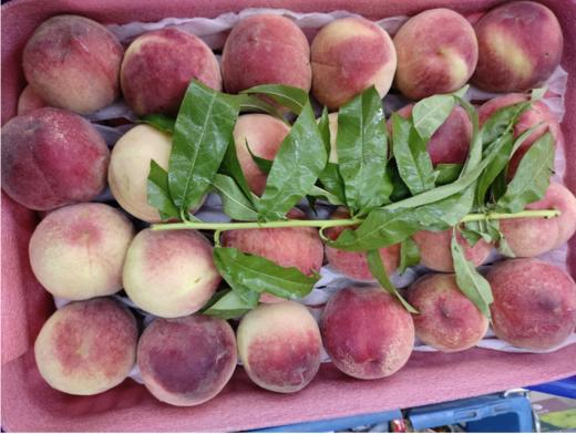 突围毛桃3斤 商品图1