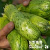 青青自产有机刺黄瓜/玉女黄瓜 3斤 基地发货 顺丰包邮 商品缩略图6