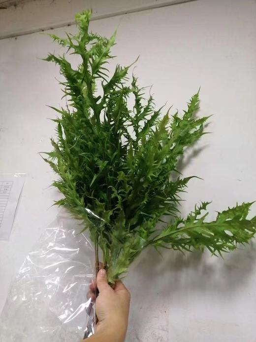 精品花材凤尾蕨一扎 商品图4