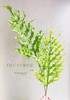精品花材凤尾蕨一扎 商品缩略图2