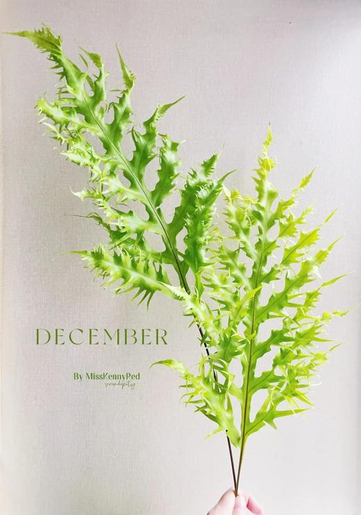 精品花材凤尾蕨一扎 商品图2