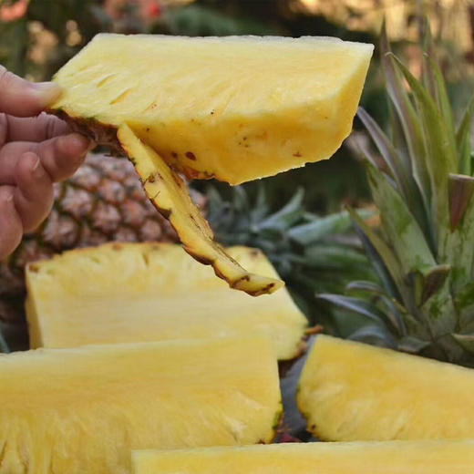 【产地直发】海南金钻凤梨17号精选树上熟 商品图4