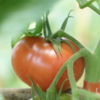 有机河北草莓西红柿 | Organic strawberry tomato 商品缩略图1