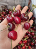 俄八大樱桃一斤 商品缩略图0