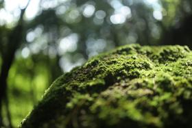 6月22日下午海珠湿地自然学校微景观课程